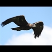 thumbnail Aigle royal