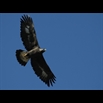thumbnail Aigle royal