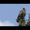 thumbnail Aigle royal