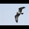 thumbnail Balbuzard pêcheur