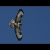 thumbnail Buse variable