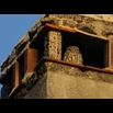 thumbnail Chevêche d'Athena