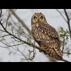thumbnail Hibou des marais