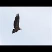 thumbnail Vautour fauve