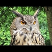 thumbnail Grand-duc